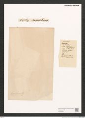 Navicula sp. (de-Toni-Nr.: Genus 1) Zeichnungen Sammlung Grunow (NHMW-BOT-W0368064)